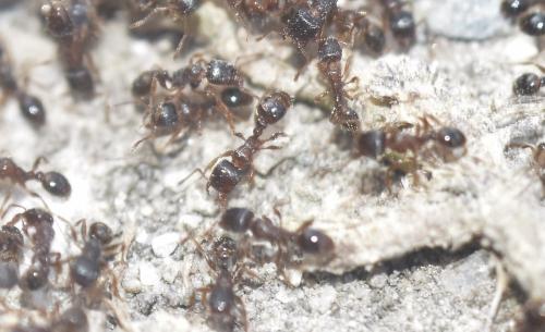 Réf. 349 359 : Tetramorium sp.